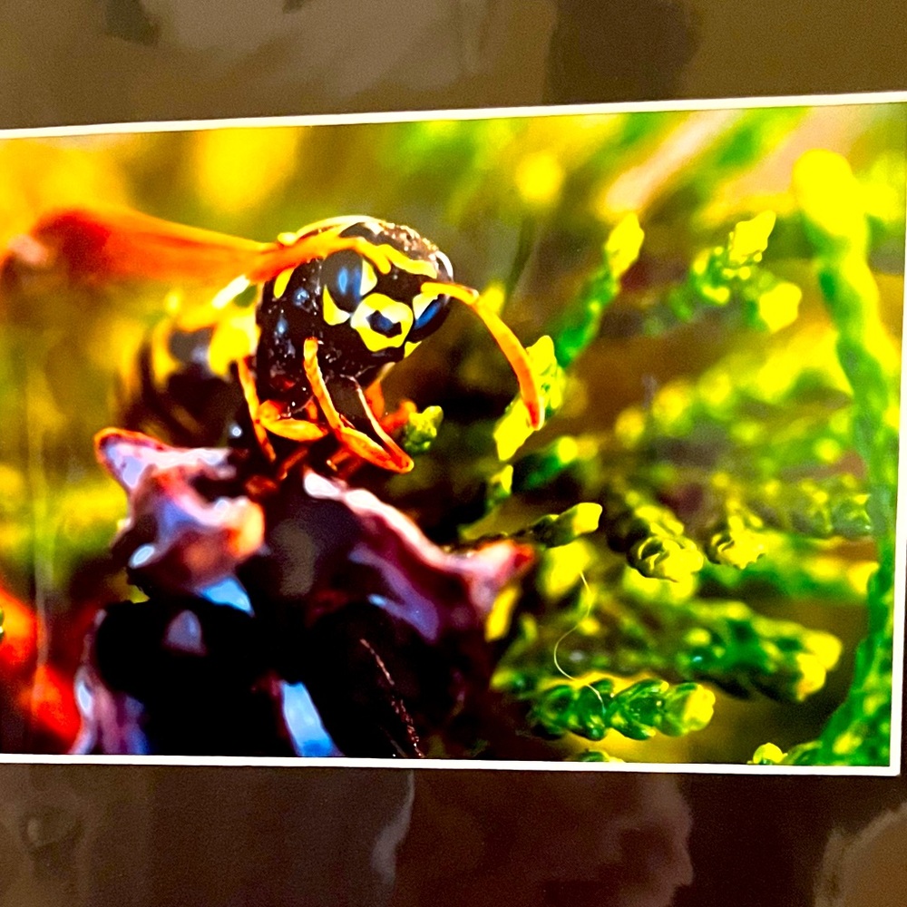 Bumblebee Portrait